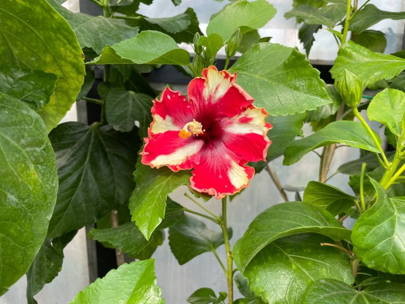  - 0006 - Hibiscusi 2025 - 2