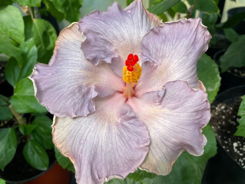  - 0006 - Hibiscusi 2025 - 2