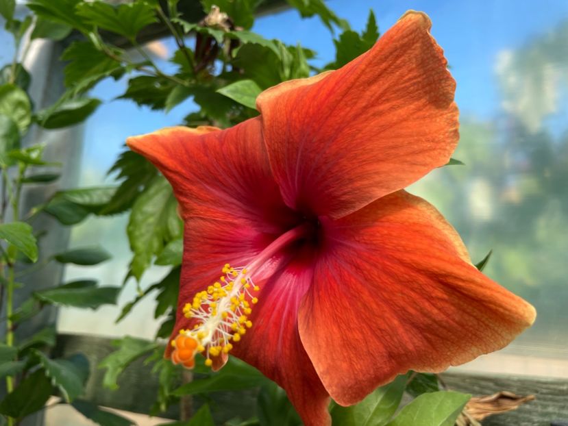  - 0006 - Hibiscusi 2025 - 2