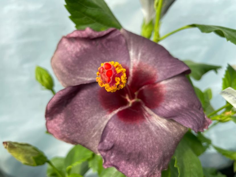  - 0006 - Hibiscusi 2025 - 2