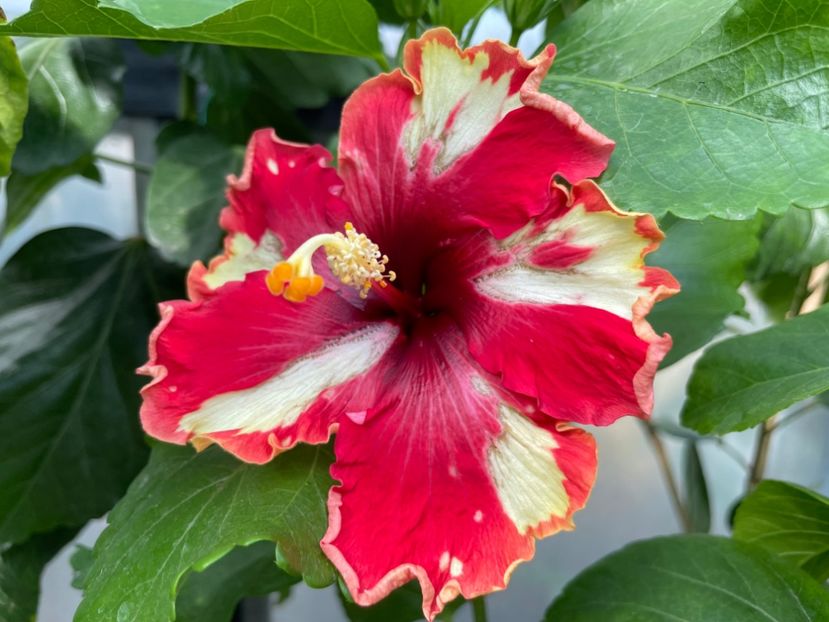  - 0006 - Hibiscusi 2025 - 2