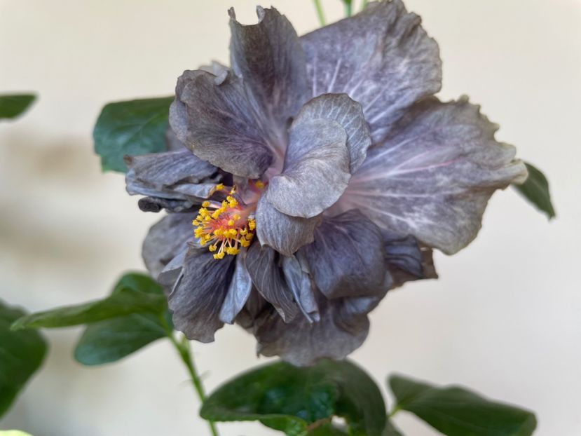  - 0006 - Hibiscusi 2025 - 2