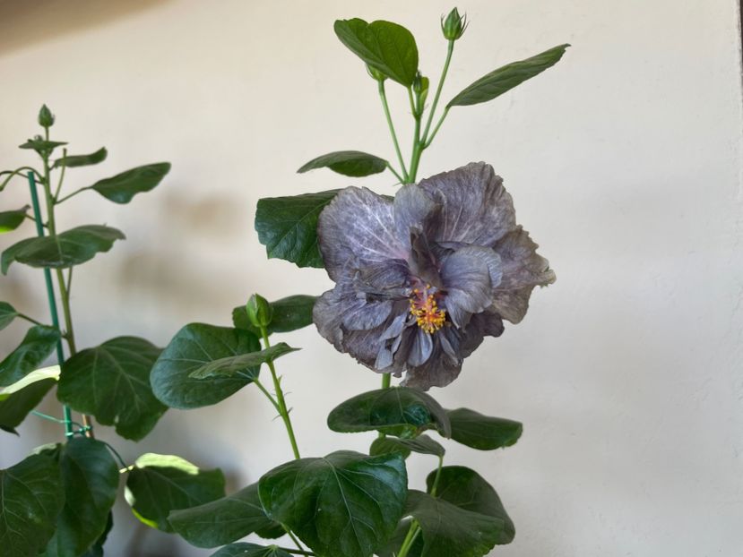  - 0006 - Hibiscusi 2025 - 2