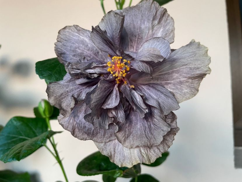  - 0006 - Hibiscusi 2025 - 2