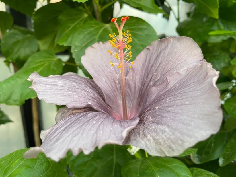  - 0006 - Hibiscusi 2025 - 2