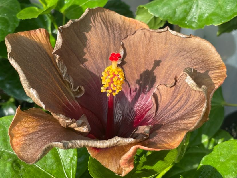  - 0006 - Hibiscusi 2025 - 2