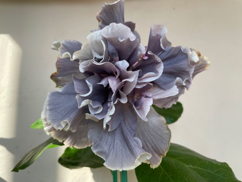  - 0006 - Hibiscusi 2025 - 2