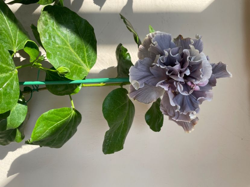  - 0006 - Hibiscusi 2025 - 2