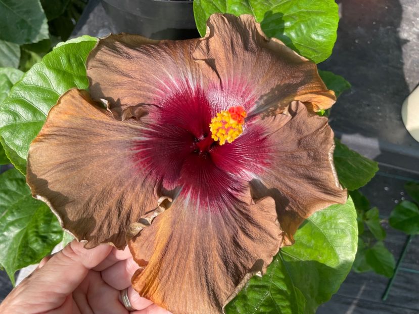  - 0006 - Hibiscusi 2025 - 2