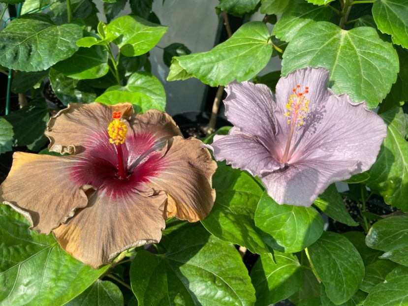  - 0006 - Hibiscusi 2025 - 2