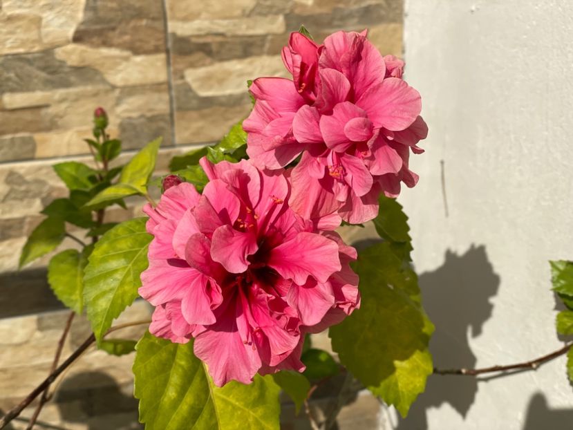  - 0006 - Hibiscusi 2025 - 2