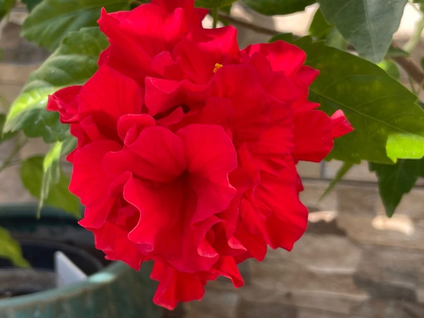  - 0006 - Hibiscusi 2025 - 2