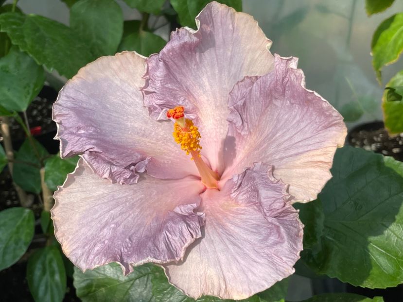  - 0006 - Hibiscusi 2025 - 2