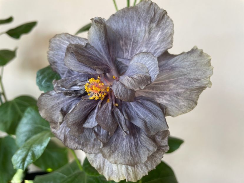  - 0006 - Hibiscusi 2025 - 2