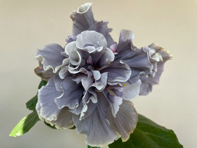  - 0006 - Hibiscusi 2025 - 2