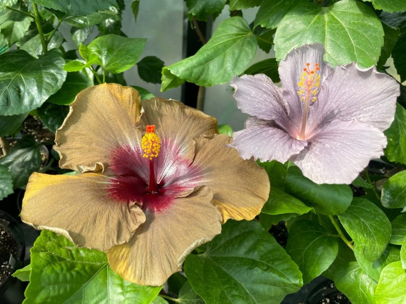  - 0006 - Hibiscusi 2025 - 2