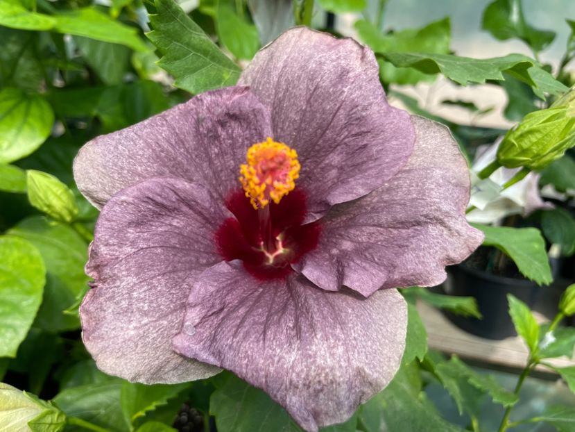  - 0006 - Hibiscusi 2025 - 2