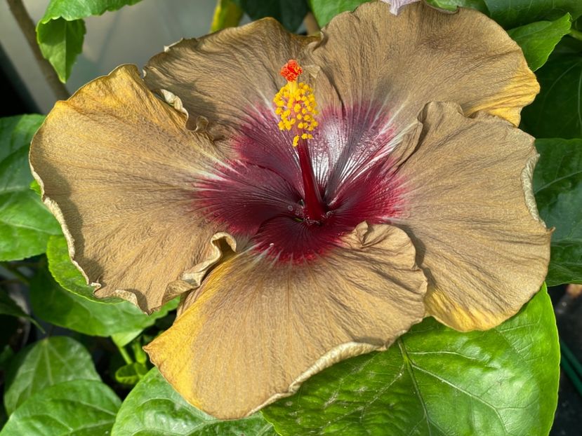  - 0006 - Hibiscusi 2025 - 2