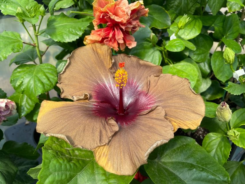  - 0006 - Hibiscusi 2025 - 2