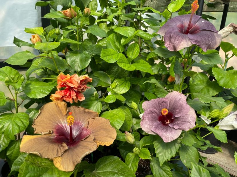  - 0006 - Hibiscusi 2025 - 2