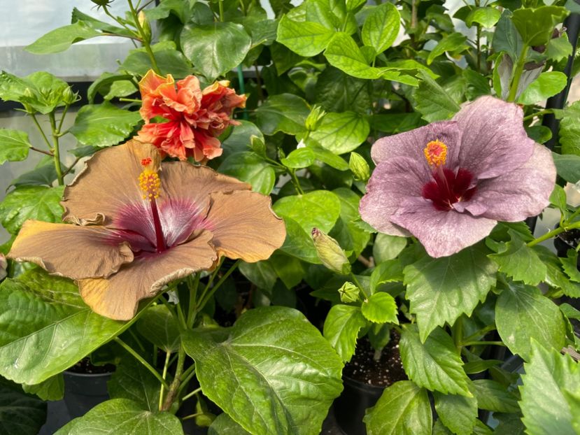 - 0006 - Hibiscusi 2025 - 2