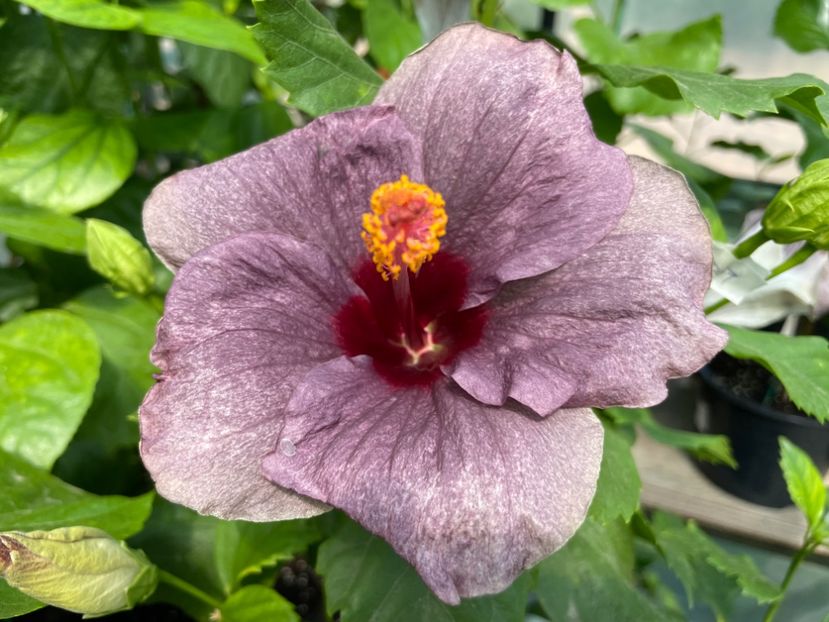  - 0006 - Hibiscusi 2025 - 2