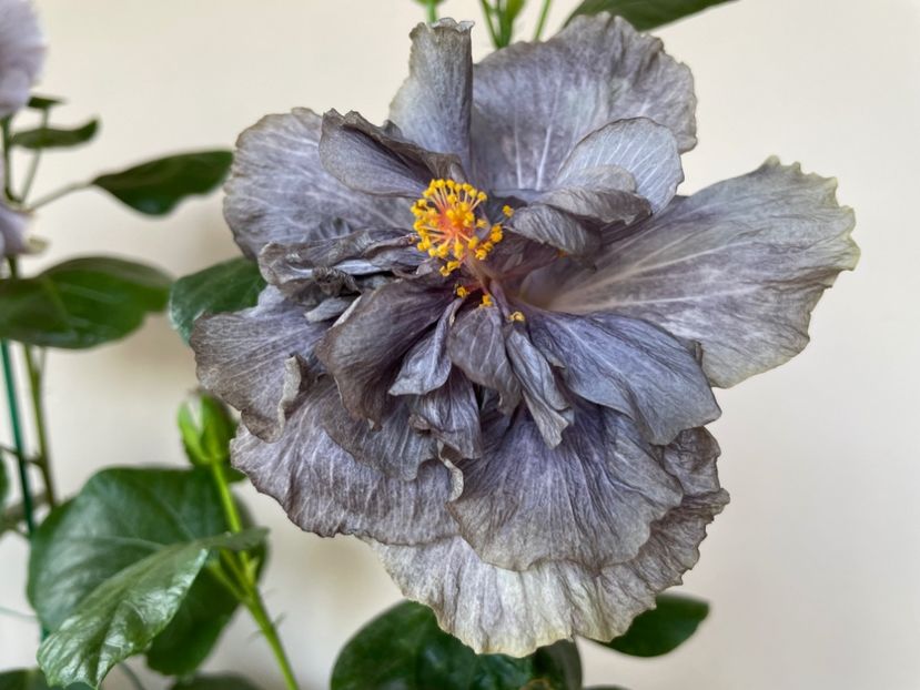  - 0006 - Hibiscusi 2025 - 2