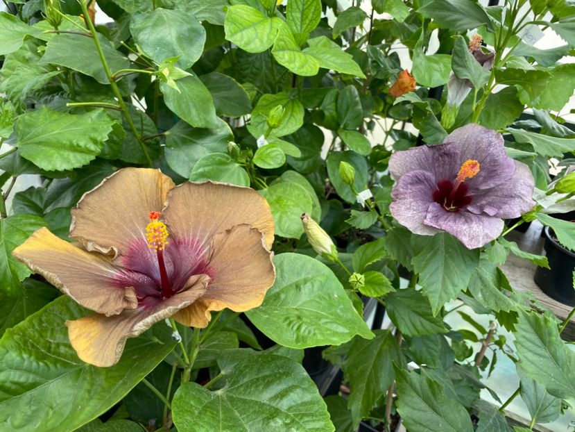  - 0006 - Hibiscusi 2025 - 2