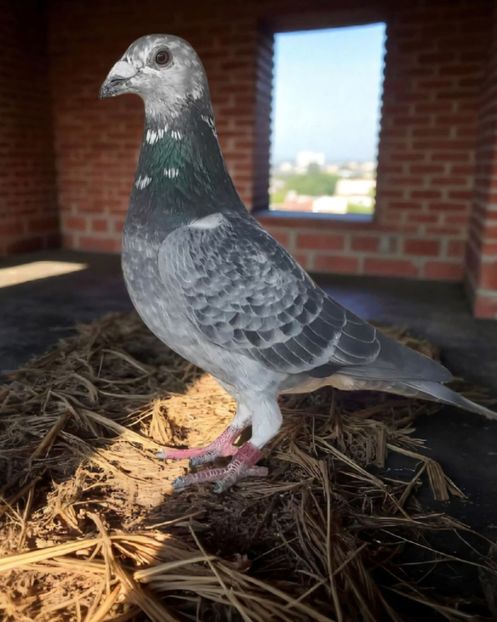  - Nu îmi aparțin 10