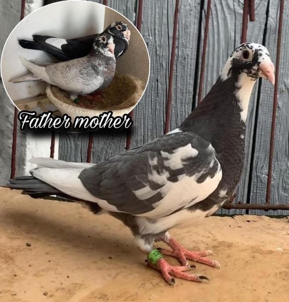  - Nu îmi aparțin 10