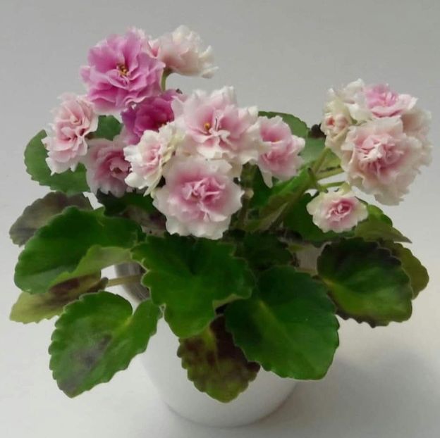 Poza net - Kentucky Gooseberries