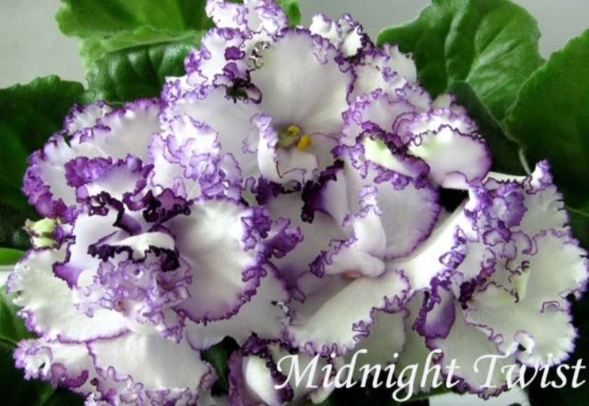 Poza net - Midnight Twist
