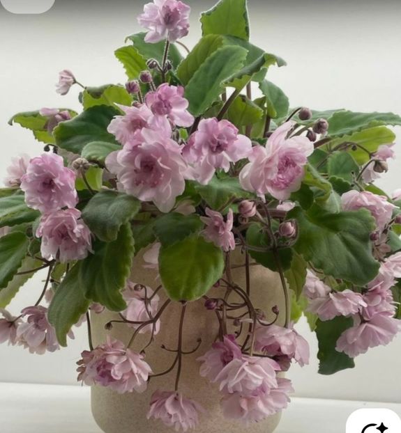 Poza net - Lituanika