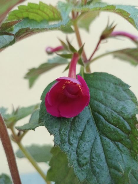 2025 - Serge s Fantasy