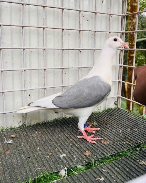  - Nu îmi aparțin 10