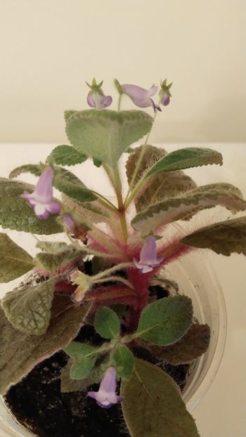  - 2025-Eucodonia gingasa