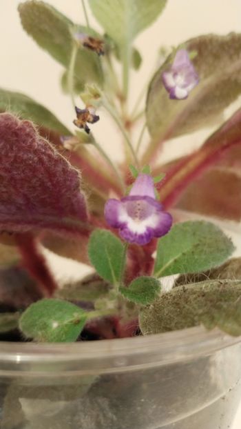  - 2025-Eucodonia gingasa