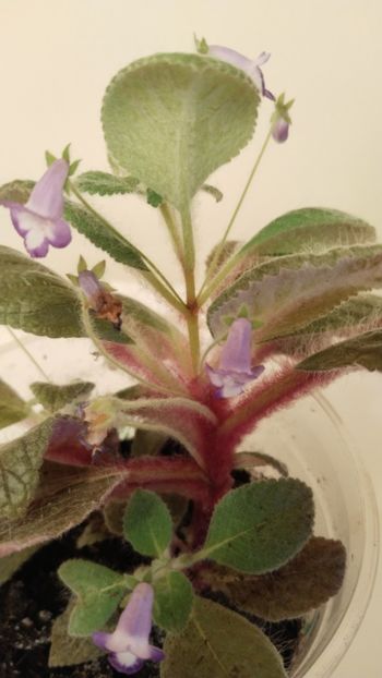  - 2025-Eucodonia gingasa
