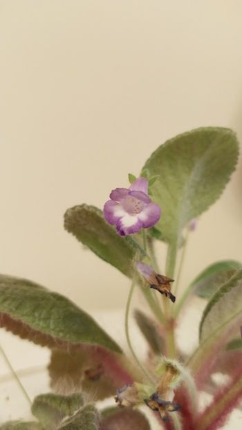  - 2025-Eucodonia gingasa