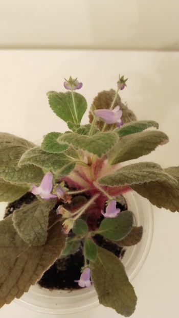  - 2025-Eucodonia gingasa