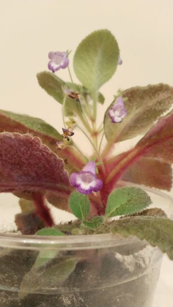  - 2025-Eucodonia gingasa