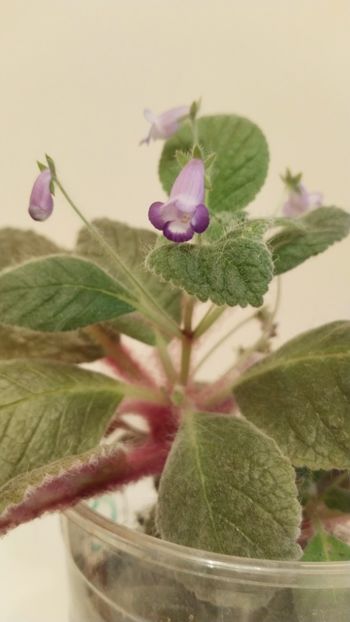  - 2025-Eucodonia gingasa