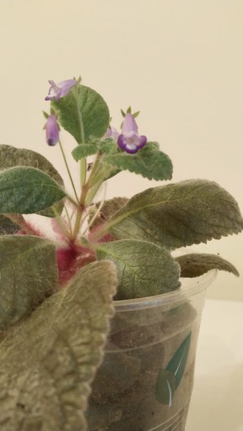  - 2025-Eucodonia gingasa