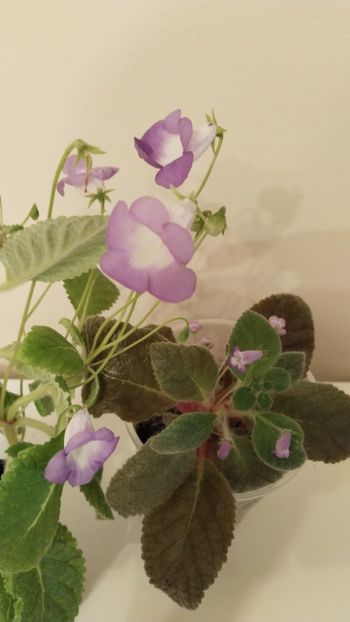 ...cu Cecilia - 2025-Eucodonia gingasa