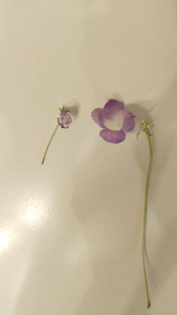  - 2025-Eucodonia gingasa