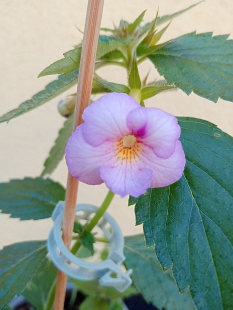 Raluca Saliba - - - - 2025