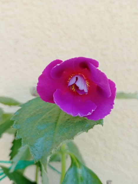  - BriDs Selva P Machado