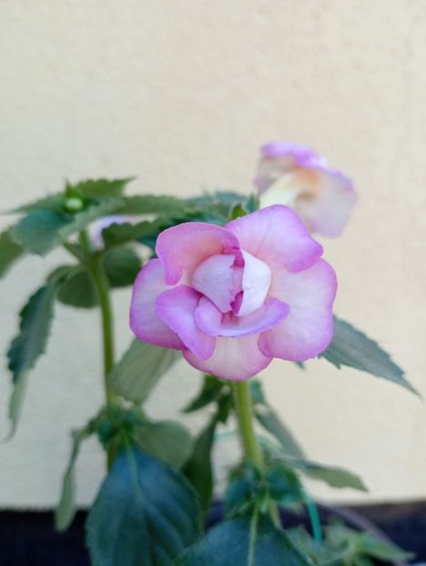  - BriDs Monica Nicoleta