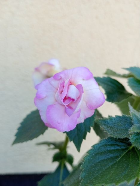  - BriDs Monica Nicoleta