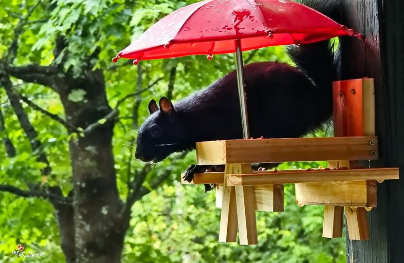 BIG Mama in action ! - B - ANIMALS